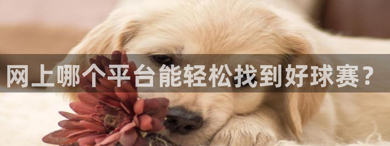 8818tv直播nba免费观看：网上哪个平台能轻松找到好球赛？